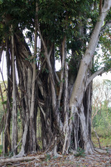 Ornamental plants in Havana. Cuba