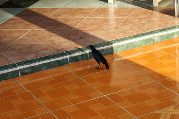 A small black bird. Cuba