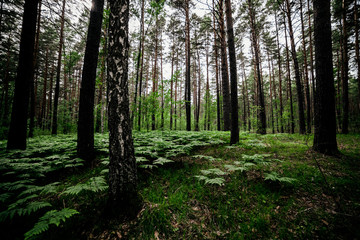Beautiful green landscape with ferns in pine forest. Dense fern thickets in dark woods among pines and birches. Atmospheric scenery with rich greenery among trees. Many wild ferns in forest thicket.