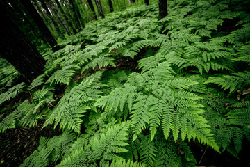 Dense fern thickets close-up. Beautiful nature background with many ferns. Scenic backdrop of rich greenery among trees. Full frame of chaotic wild ferns. Vivid green texture of lush fern leaves.