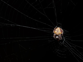 Macro Photo of Spider is on the Web Isolated on Black Background