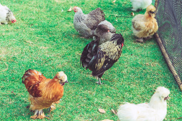 Many chickens rest happily on the chicken farm in the afternoon. Outdoors close up selective focus image.