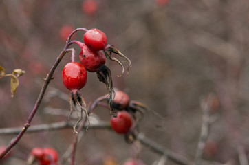 Rose hips in the fall.