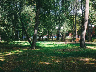 shadows in the Park in summer, Moscow