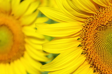 Obraz premium beautiful flower, sunflower blossom blooming in nature