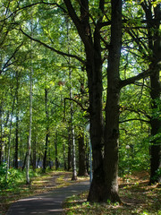 shadows in the Park in summer, Moscow