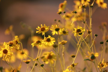 Yellow Spring Wildflowers 2