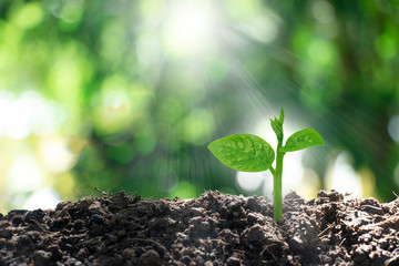 Small trees growing in the sun Concept of saving the world and reducing global warming