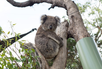 A cute koala relaxing on eucalyptus tree with green leafs