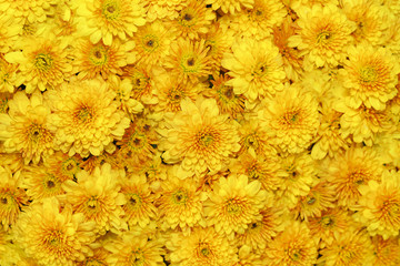 Yellow chrysanthemum flowers.Chrysanthemum wallpaper, chrysanthemums in autumn.