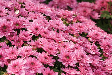 Chrysanthemum Flower in Garden.Chrysanthemum pattern in flowers park. Cluster of pink purple chrysanthemum flowers.