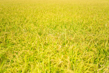 稲刈り,稲,米,収穫,田んぼ