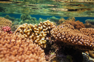 Coral reef
