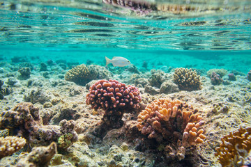 Obraz premium Coral reef