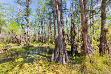 Obraz premium Forest in Florida
