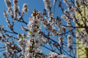 Blossoming cherry tree in spring