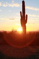 Saguaro Cactus Silhouette Lens Flair Sun Set 