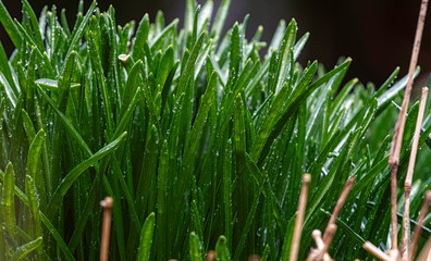 Fresh green grass with water droplet in morning light.