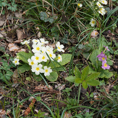 Primevère commune ou primevère des jardins (Primula vulgaris)