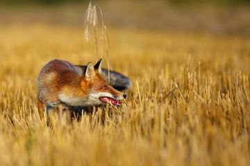 Red fox (Vulpes vulpes) on freshly mown stubble with caught rodent. Red fox with prey in teeth. Fox with hunted hamster.