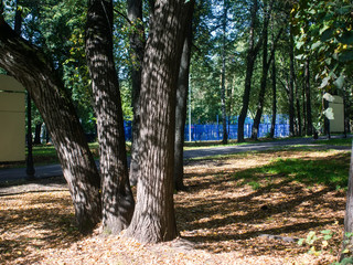 shadows in the Park in summer, Moscow