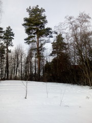 winter in the forest