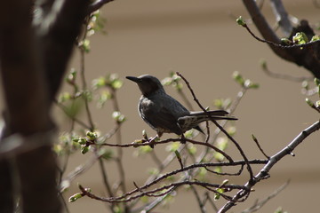 野鳥