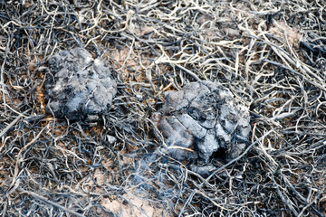 Fire burns stubble on the field. Fire in summer.