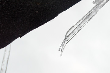 Icicles begin to melt with dripping drops.