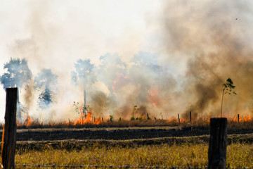 Fire burns stubble on the field. Fire in summer.