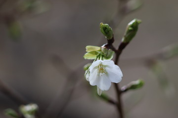 桜の開花