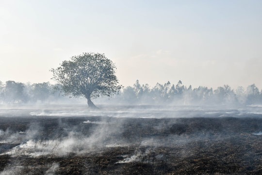 Fire burns stubble on the field. Fire in summer.