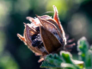 Seed pod