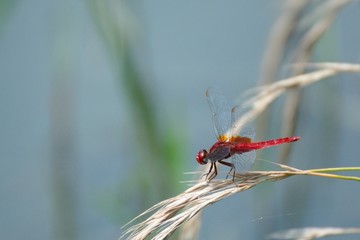 ショウジョウトンボ