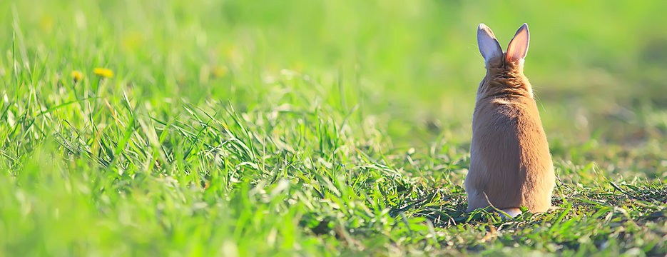 spring rabbit in a green field, easter symbol, beautiful april easter background