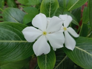 Obraz premium flower in garden