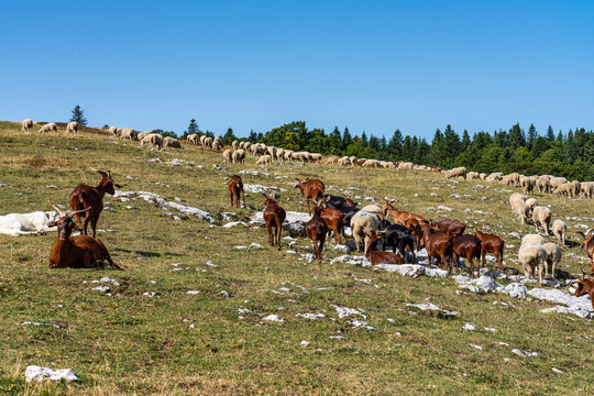 View of Vercors landscape, sheeps with cattle dog near Chamaloc, France