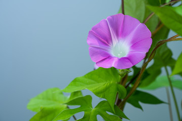 	ピンクのアサガオ 白背景