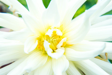 bright beautiful white garden flower with lots of petals close-up