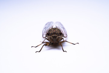 セミ　蝉　ツクツクボウシ　つくつく法師　寒蟬　メス