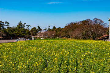 長崎鼻の菜の花