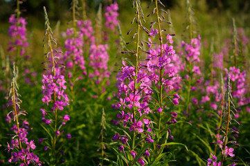 Forest plant fireweed in the summer.
