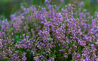 Obraz premium Heather flowers in a summer forest.