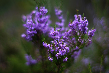 Heather flowers in a summer forest.