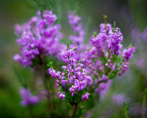 Heather flowers in a summer forest.