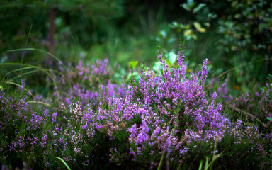Heather flowers in a summer forest.