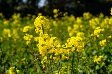 長崎鼻の菜の花