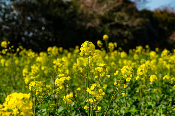 長崎鼻の菜の花