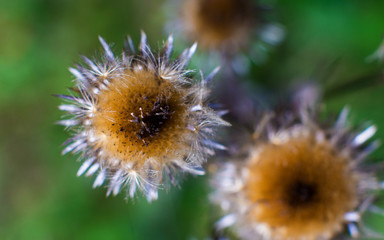 Pink flowers and sharp thorns of a thistle.
