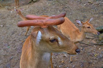 Deer with young horns